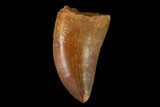 Baby Carcharodontosaurus Tooth - Morocco #134980-1